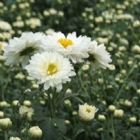 法國(guó)小菊